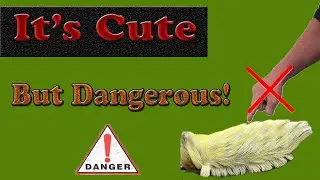 A Dangerous Caterpillar (The Furry Puss Caterpillar)