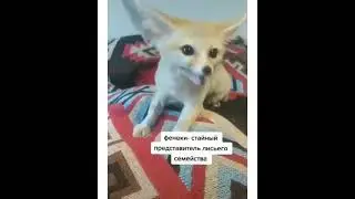 лиса и финики