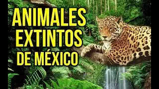 ►10 Animales Mexicanos Extintos - (Endémicos) | Saimsboy