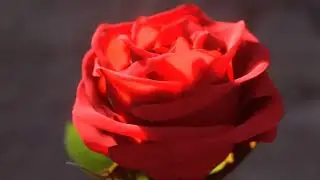 Blender 3.0 Rose