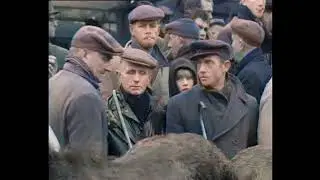 Dutch History: 3,000 Horses and Ponies at the Market in Hedel (1967)