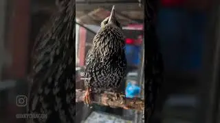 “Whaddya Birb?”