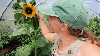 Abundant Harvest and Tour | Short Season Gardening in the North