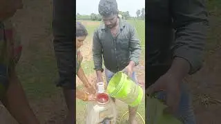 Vivasayam and harvesting #shorts #viral #vivasayam #farming