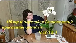 Новая белоснежная орхидея-невеста. Основные правила в уходе за орхидеями. Часть 1