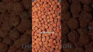 Rudraksha Diksha  Receive an Instrument of Grace on Mahashivratri 