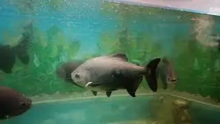 Amazing Black panthers and fishing th water acquarium #shortsfeed #shortvideo #trending #viralreels