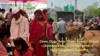 Unique Wedding  | Cows, Dogs, Ants  Attended Maharashtra Farmer's Only Daughter's Wedding
