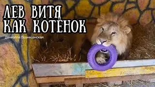 ❤️В ЛОГОВЕ ЛЬВА! СЕРЬЁЗНЫЙ ЛЕВ или КОТЁНОК? ВИТЯ и колесо! Редкие кадры из домика