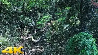 Todoroki valley 等々力渓谷 - 4K