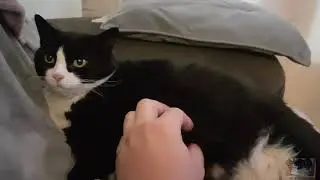 Tuxedo cat Bella being cute as always!