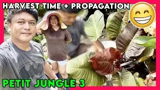 Harvest Time in Petit Jungle 3 + Propagation para sa balik alindog ng plants