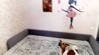 Джек Рассел Терьер и воздушный шарик!