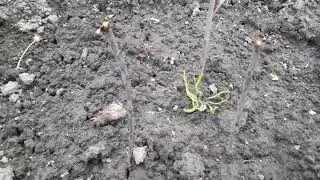 Кедр