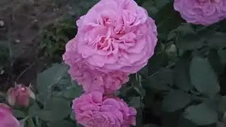 587.#15 сентября🌹Мои розы в вечернем свете🌹🌹🌹🌹🌹