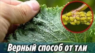 Как избавиться ОТ ТЛИ в огороде НАВСЕГДА Работает уже после первого опрыскивания Дачные Советы