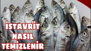 İSTAVRİT NASIL TEMİZLENİR ?🐟 BALIK KILÇIĞI TEMİZLEME VİDEOSU | İSTAVRİT BALIĞI AYIKLANMASI