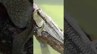 Strange Animals You Won’t Believe Exist!