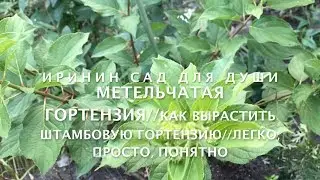 Panicle hydrangea//How to grow standard hydrangea//Easy-simple-clear