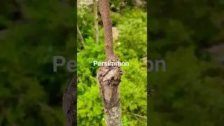 Persimmon fruit Grafting