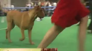Суки класс чемпионов