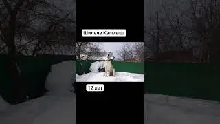 Статуя алабайской красоты #Шилеле Калмыш 12 лет #выпускник
