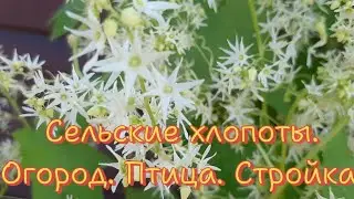 На хозяйстве! Петух 🐓 поломал ногу. Собака утошила утенка.