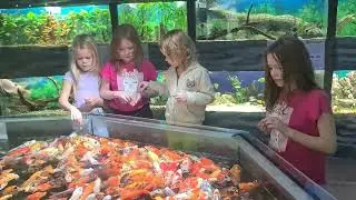 Аквариум в Алуште.
