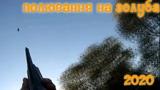 Полювання на голуба. Багато налетів і пострілів.