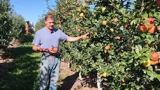 The controversial apple variety 