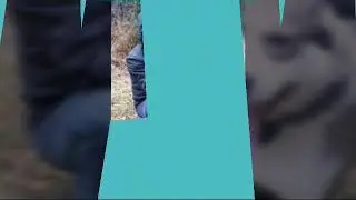 Мои собаки