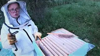 Сестра и пчелы