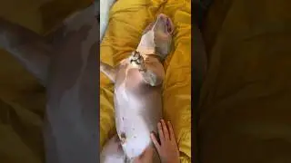Самый ленивый пёс в мире🐶🦥
