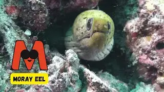 A to Z Reef Creatures 🌊🐠 | Ocean Animals ABC Song for Kids | UZR Kids #abcd