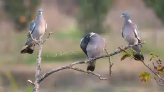 TAHTALI GÖDE HOPAL /Pigeon/ Nikonp1000 / Охотник / Охотники за мухами / Защитник Хантс
