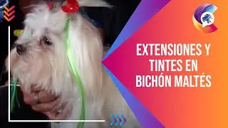 EXTENSIONES y TINTES en un BICHON MALTES - Alianz Peluquería Canina