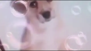 Вот 🐕