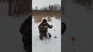 Февральский щюкарь