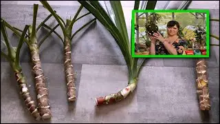 How to properly CUT and ROOT CUTTINGS of elongated YUCCA.