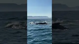 Humpback Whales in Iceland  