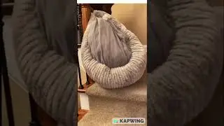 Dog specifically chooses where he wants to sleep!