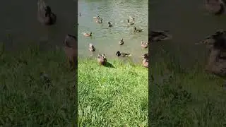 утки прилетели