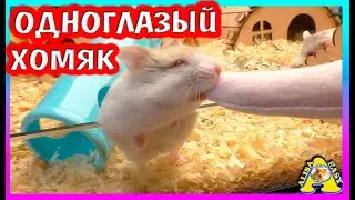 Как поживает ОДНОГЛАЗЫЙ хомяк  / Сериал про хомяков / ХОМКИ / Алиса Изи Петс / Alisa Easy Pets