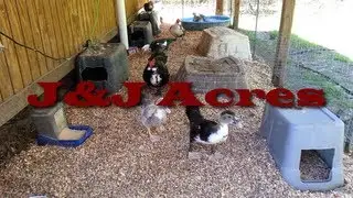 Duck House - Chicken Coop - and other Poultry Coop Bedding
