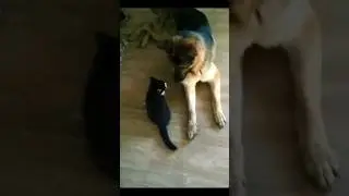 #котопëс