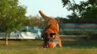 Tiring out your High Energy Dog | Physical Enrichment for Dogs #dogenrichment #canineenrichment