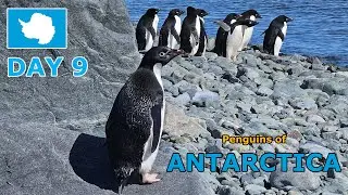 Crossing the Antarctic Circle 🇦🇶 Day 9 | Penguins of ANTARCTICA