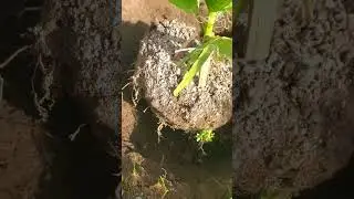 Пересаживаю пальму на новое место