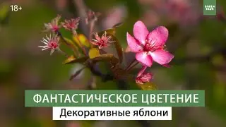 Декоративная яблоня. Лучшие сорта