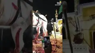 Hasen Hussain ka horse